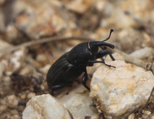 Sphenophorus sp.
